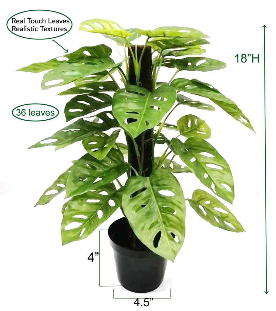 Monstera Adansonii Plant (Real Touch)